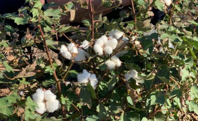 US Cotton Production