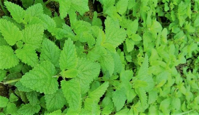 Best Herbs For Indigestion