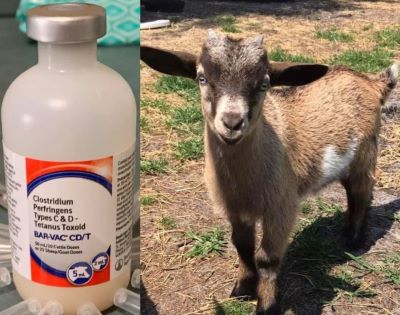 CDT Vaccine dosage for goat