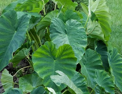 Elephant Ear Bulb plant Leaves