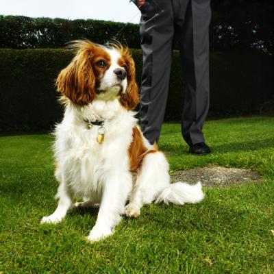 how much do king charles spaniels cost