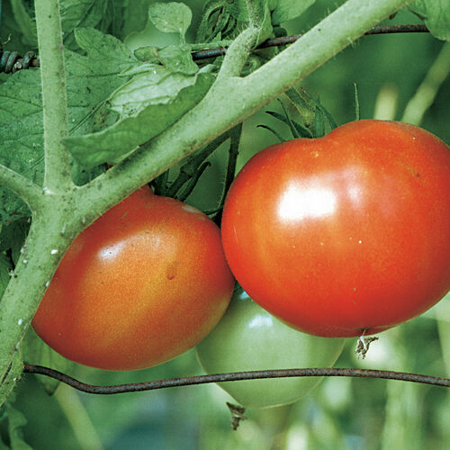 How To Grow Beefsteak Tomatoes Justagric