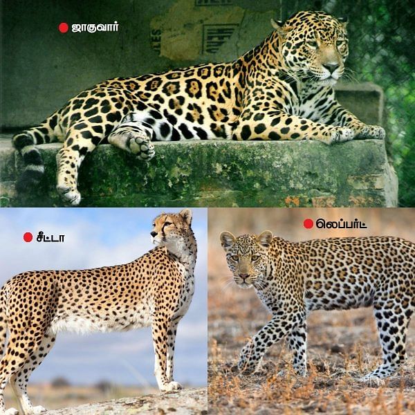 How To Spot The Difference Between A Cheetah A Leopard And A Jaguar ...