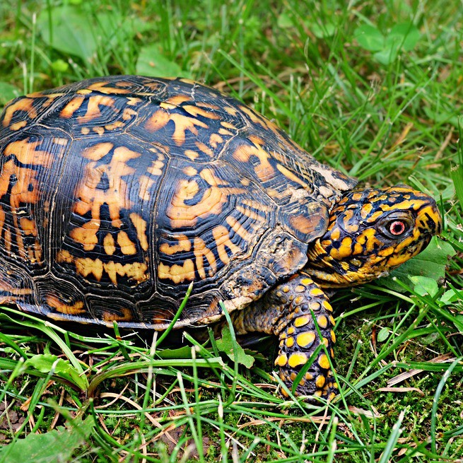 different-types-of-turtles-justagric