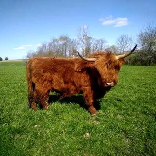 how-big-do-mini-highland-cows-get-justagric