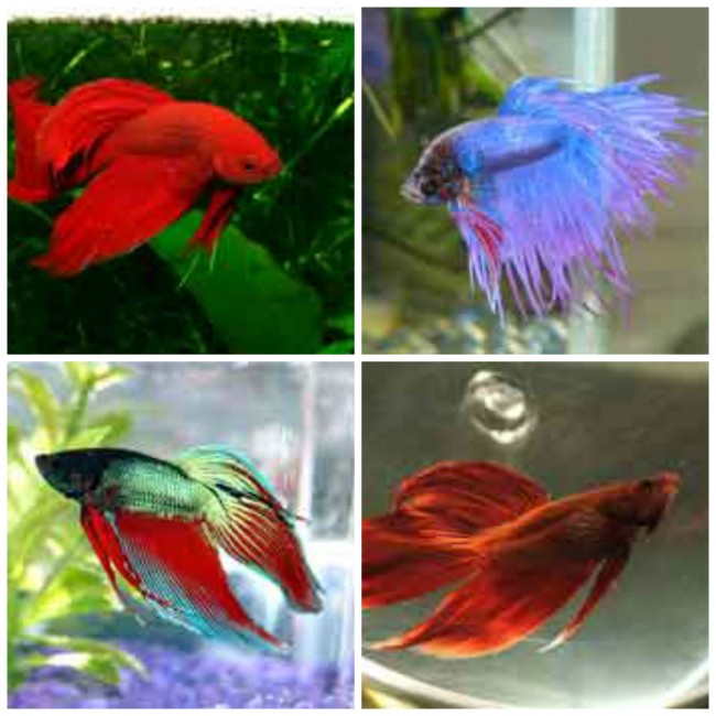 How Big Does A Betta Fish Grow - Justagric