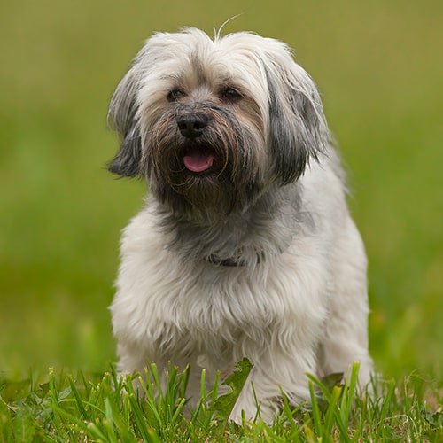 how much is a havanese dog