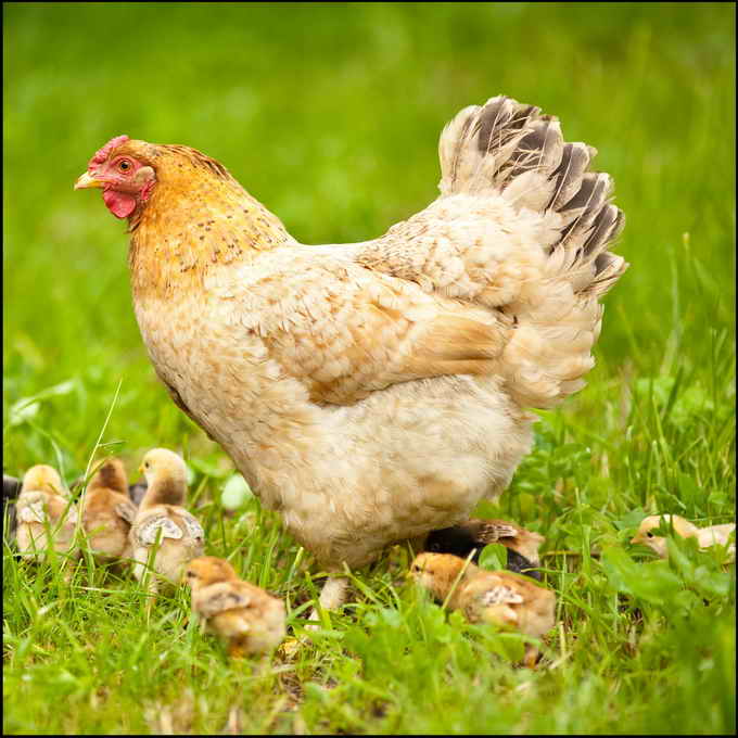 How Much Does A Hen Weigh - Justagric