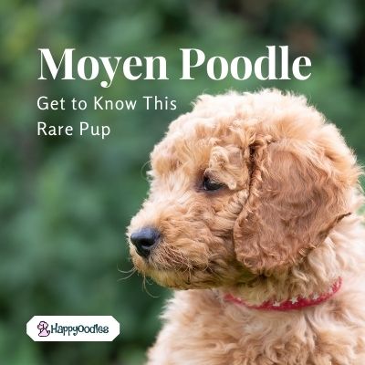 are moyen poodles hypoallergenic