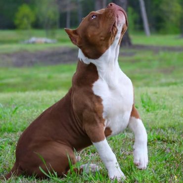 A Red Nose Pitbull Weight