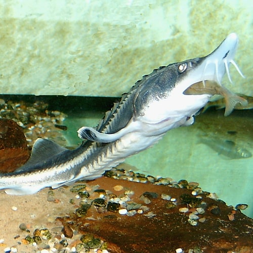 how-much-does-a-sturgeon-weigh-justagric