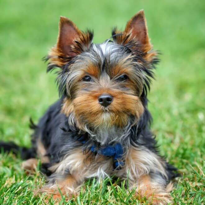 do yorkies have periods