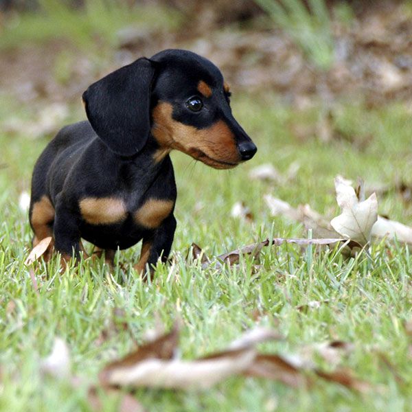how much is a mini dachshund puppy