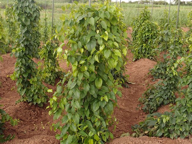 yam plants