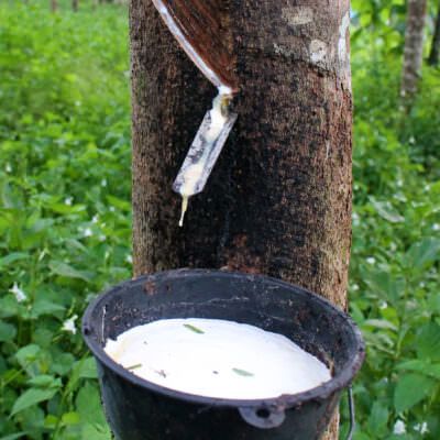 How Rubber Trees Survive in the Tropical Rainforest