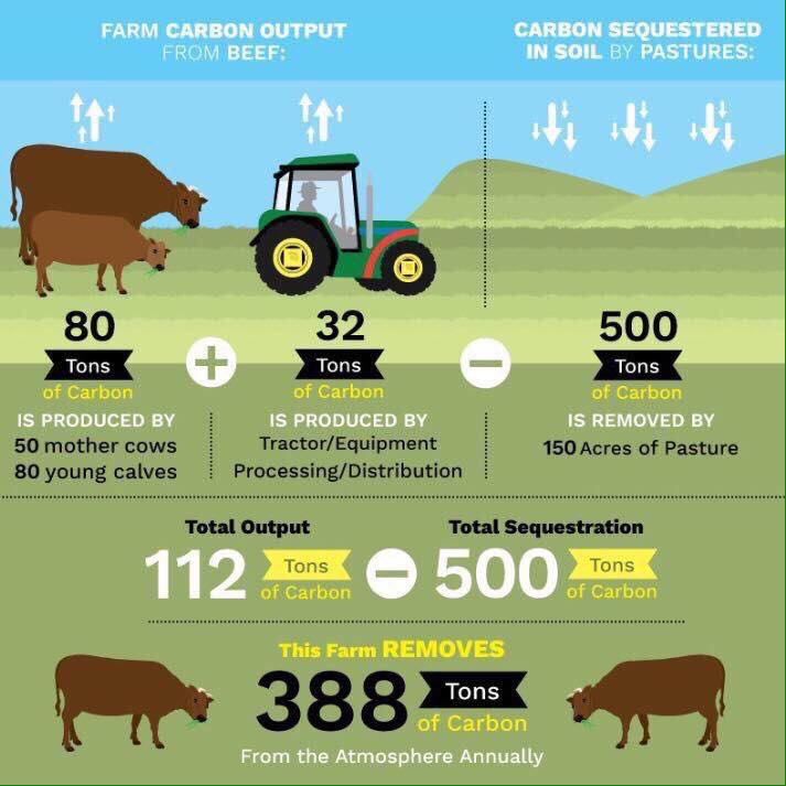 How Many Acres Does A Cow Need? · Growing Dawn