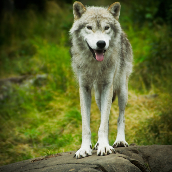 How Much Does Wolf Weigh - Justagric
