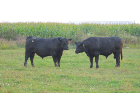 black angus cost in 2023