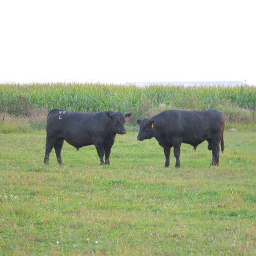 How Much Is A Black Angus Cow Worth Justagric