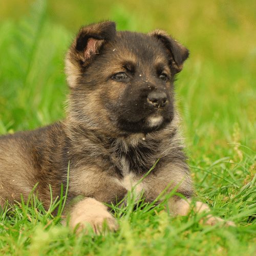 How Much Should A 10 Week Old German Shepherd Weigh - Justagric