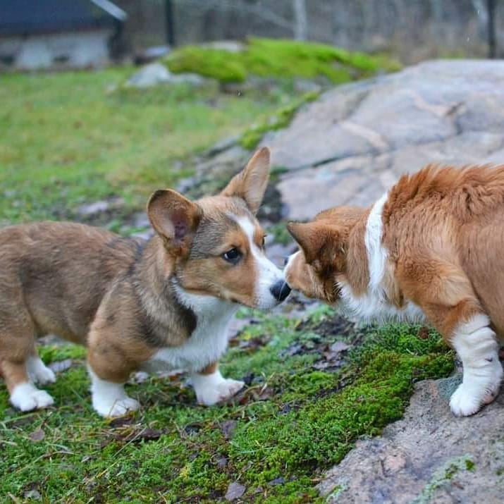 is a male or female corgi better