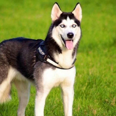 how much should my 3 year old female husky weigh