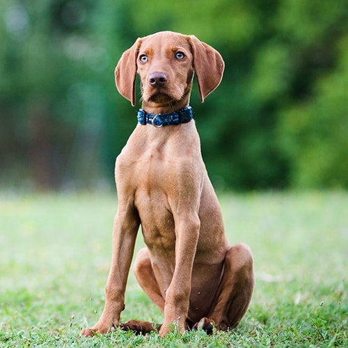 how much should vizsla puppy eat