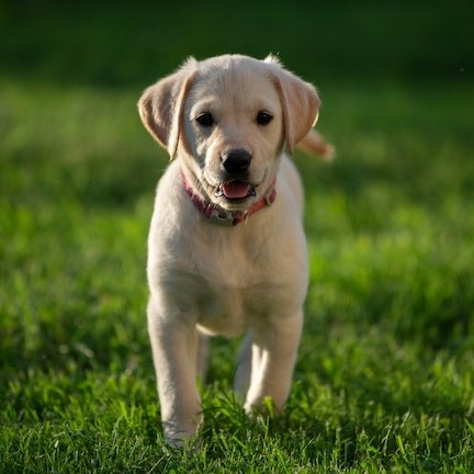 how much should a labrador weigh at 8 weeks