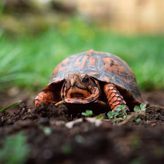 Do Eastern Box Turtles Eat Every Day