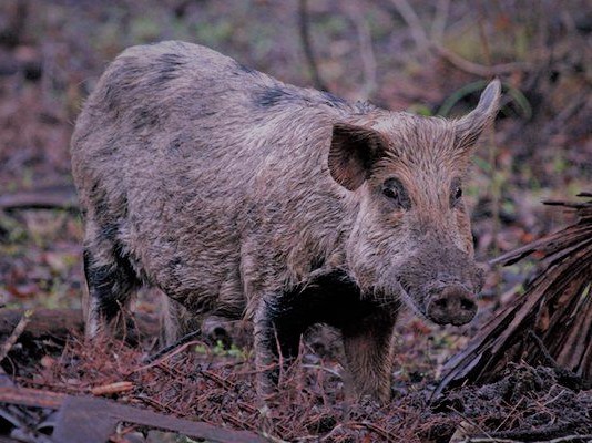 How To Find Wild Hogs During The Day