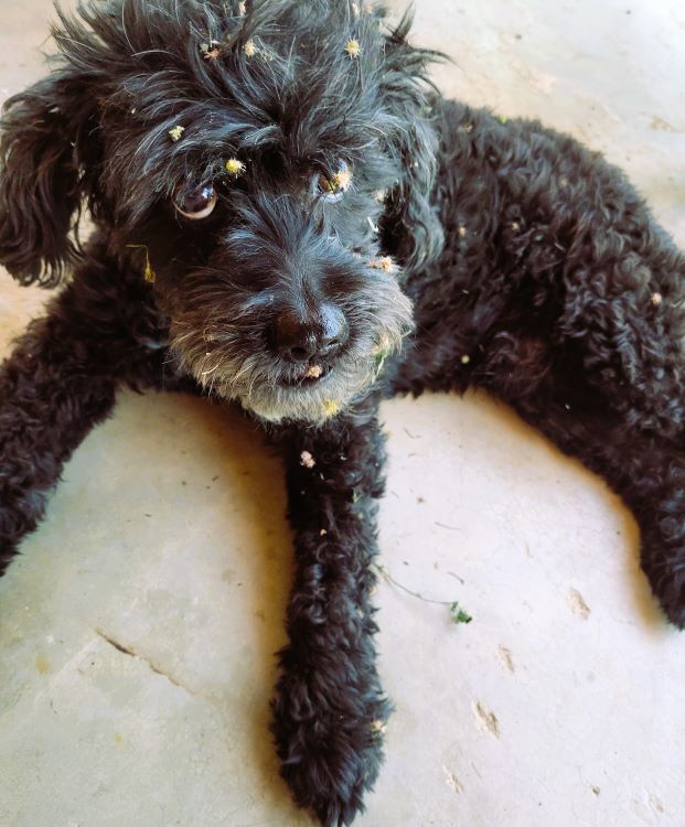 dog ate burrs