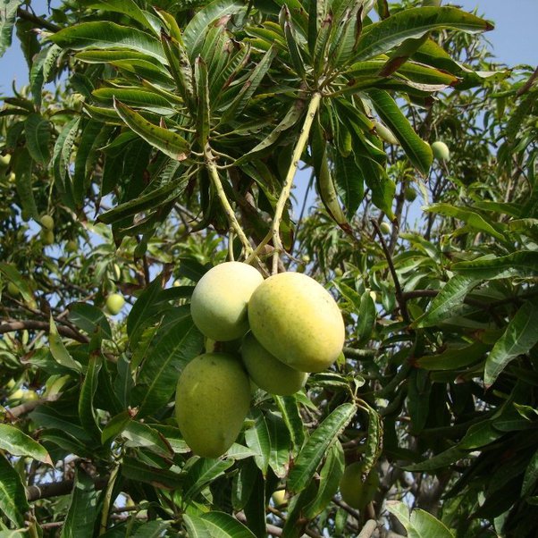 how-many-times-a-year-does-a-mango-tree-bear-fruit-justagric