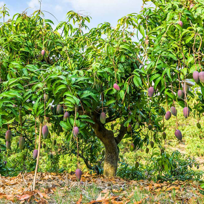 how-old-does-a-mango-tree-have-to-be-to-produce-fruit-justagric