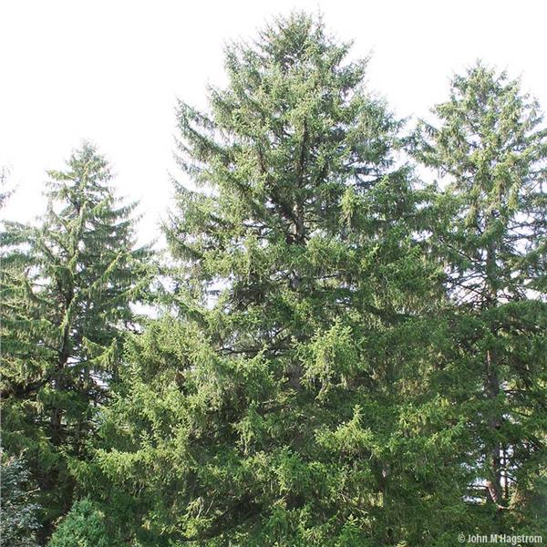 How Tall Does A Norway Spruce Get Justagric