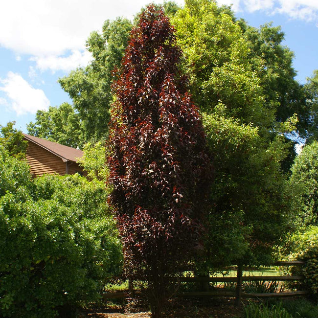 purple leaf plum tree