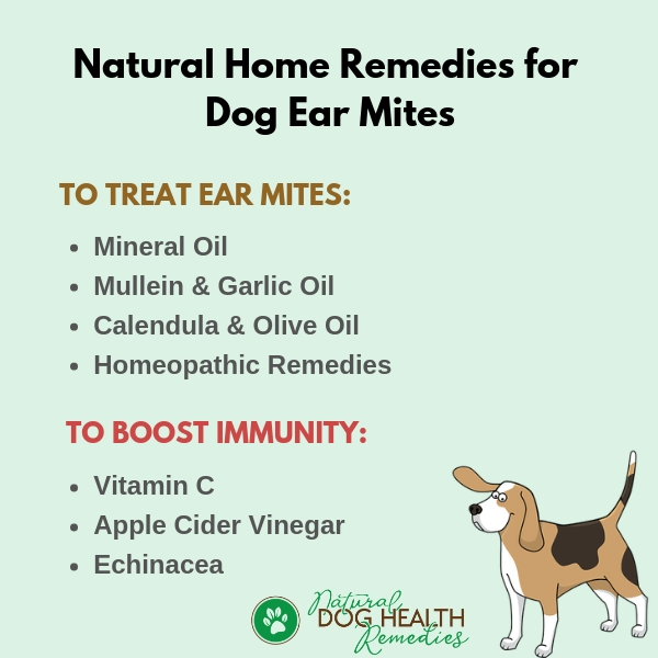 what is a home remedy for ear mites in a dog