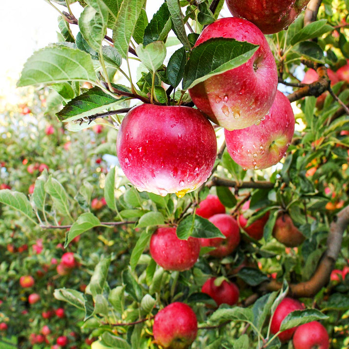 How to Make Pink Lady Apples Pink – Grow Great Fruit