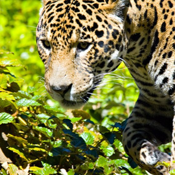 jaguar-adaptations-in-the-tropical-rainforest-justagric