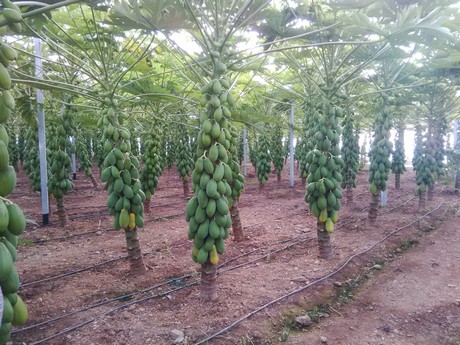 papaya tree fertilizer