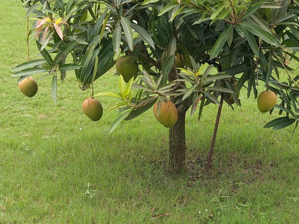 How To Keep A Mango Tree Small