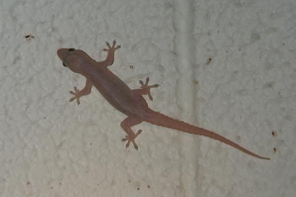 how to get rid of wall gecko
