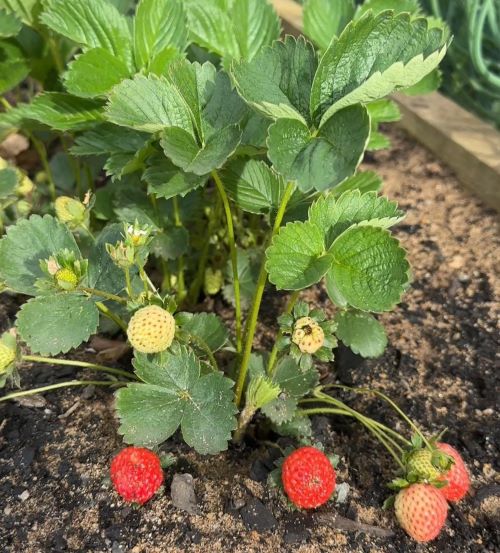 Strawberry Plants