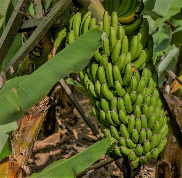 banana tree