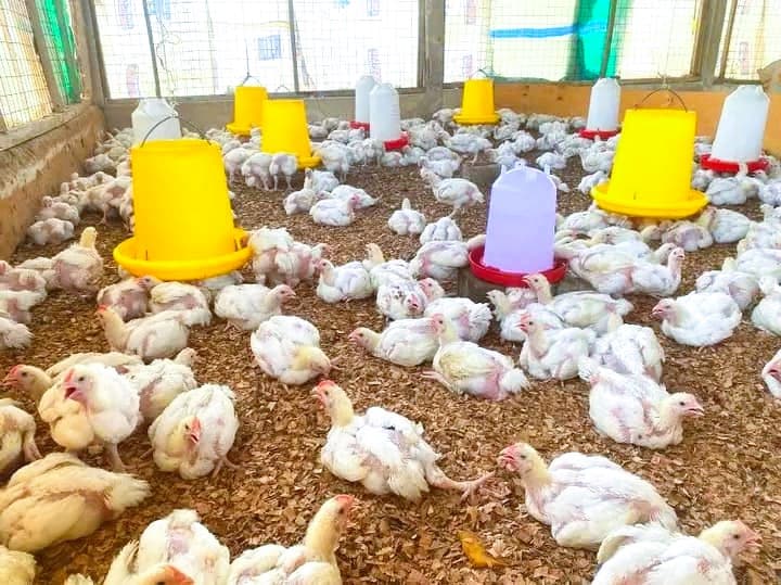 deep litter system