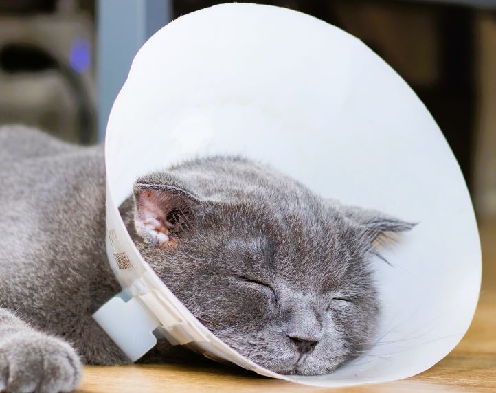 cat ear mite treatment