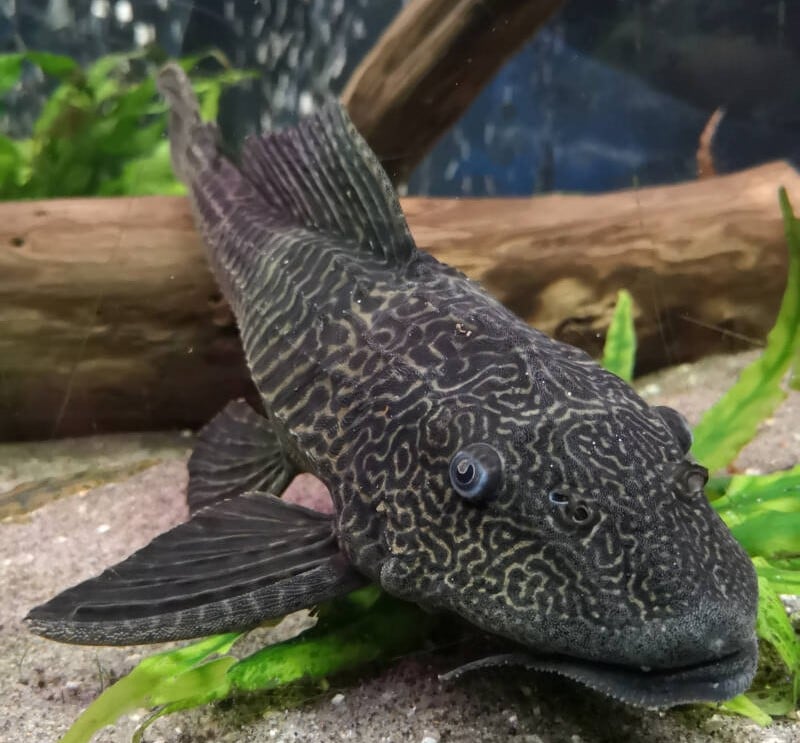 Plecostomus fish