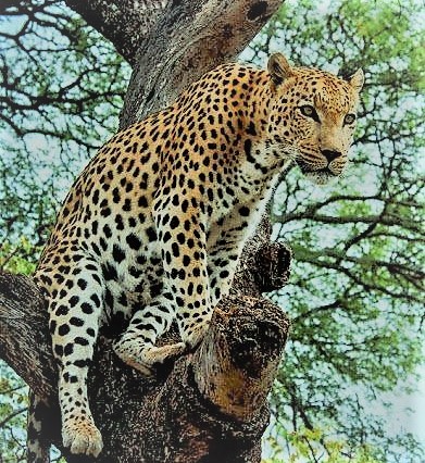 leopard picture