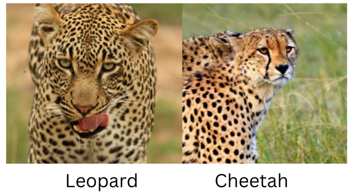 cheetah vs leopard