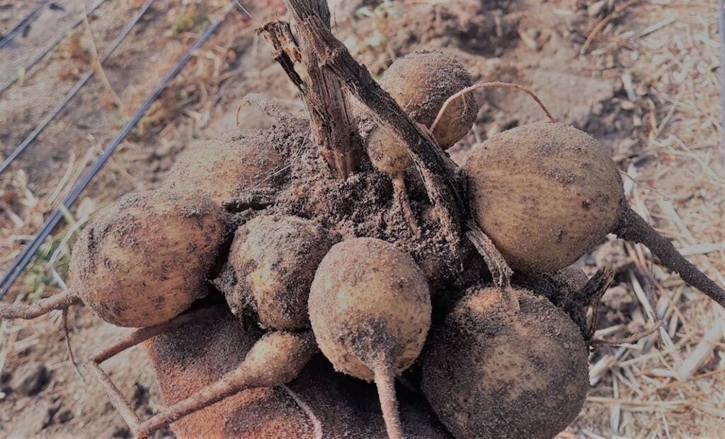 Dahlia Bulbs to plant