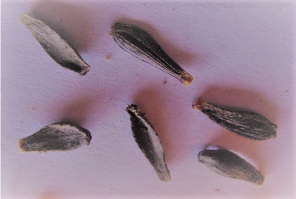 What Do Dahlia Seeds Look Like?